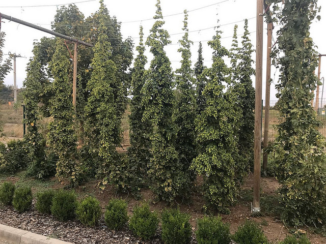 Missão da Fecomércio SC promove imersão na cultura cervejeira na República Tcheca 43692868715 42487a893f z - Missão da Fecomércio SC promove imersão na cultura cervejeira na República Tcheca