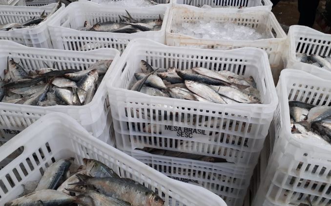 Mesa Brasil Sesc e Ibama levam 14 toneladas de sardinhas à mesa de milhares de famílias mesa - Mesa Brasil Sesc e Ibama levam 14 toneladas de sardinhas à mesa de milhares de famílias